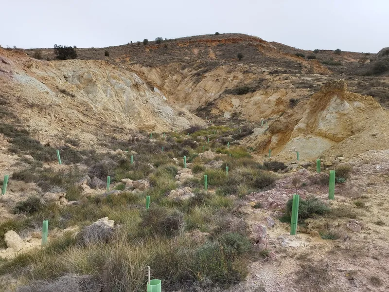 Ladera erosionada con plantones en protectores en Albentosa (Teruel)