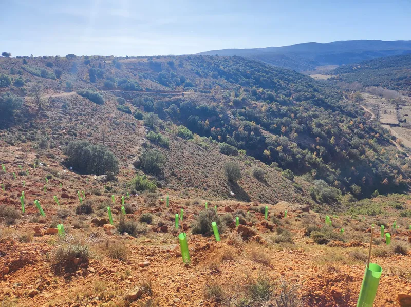 Ladera repoblada con protectores en Albentosa (Teruel)