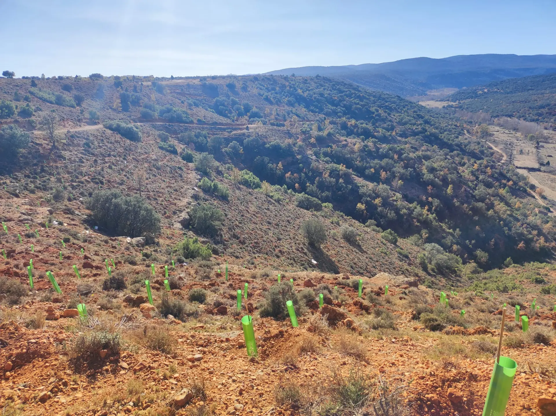 Ladera repoblada con protectores en Albentosa (Teruel)