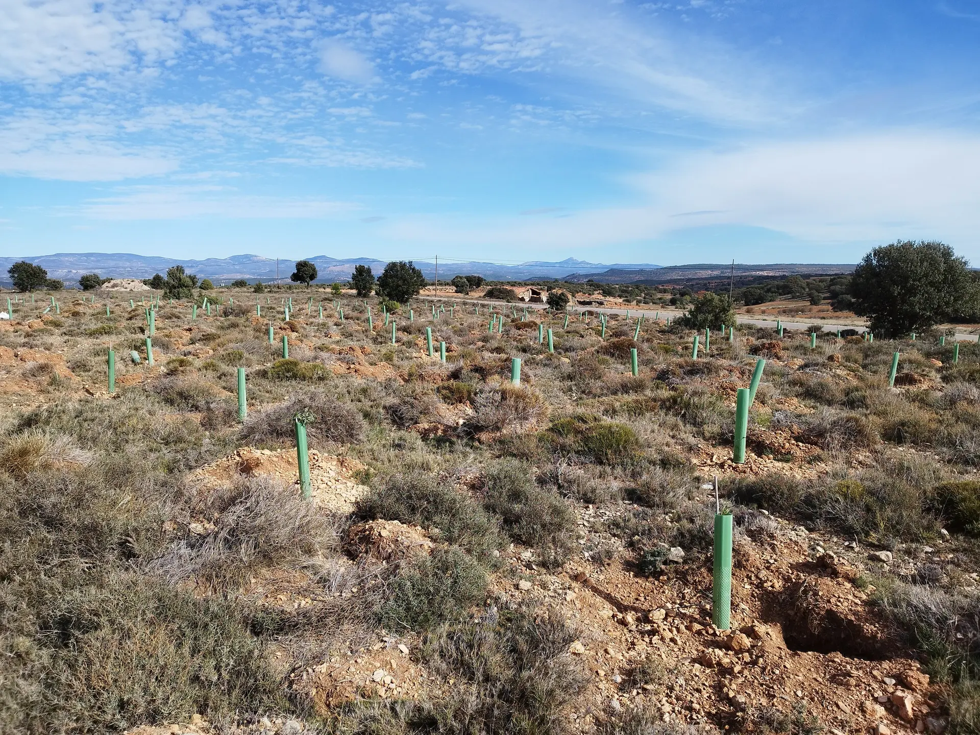 Terreno repoblado con protectores verdes en Albentosa (Teruel)