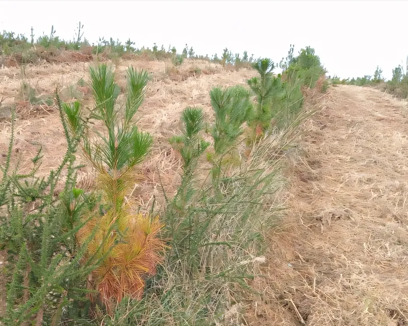 Pinos jóvenes junto a una pista en el monte de Borela (Pontevedra)