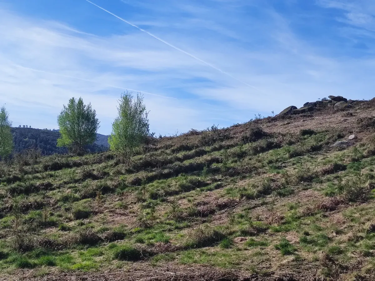 Ladera repoblada con frondosas jóvenes en Borela (Pontevedra)