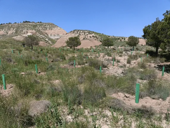 Plantones con protectores en la repoblación de Mallén (Zaragoza)