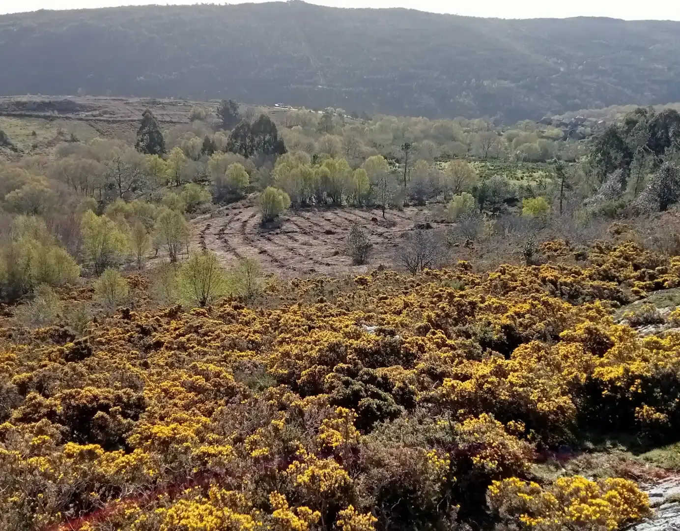Monte con matorral en flor y zona repoblada en Avión (Ourense)