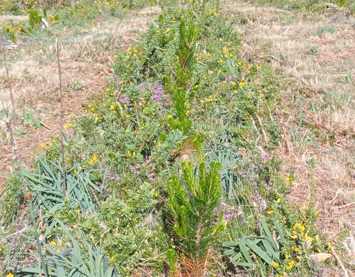 Línea de pinos jóvenes en Carballedo I