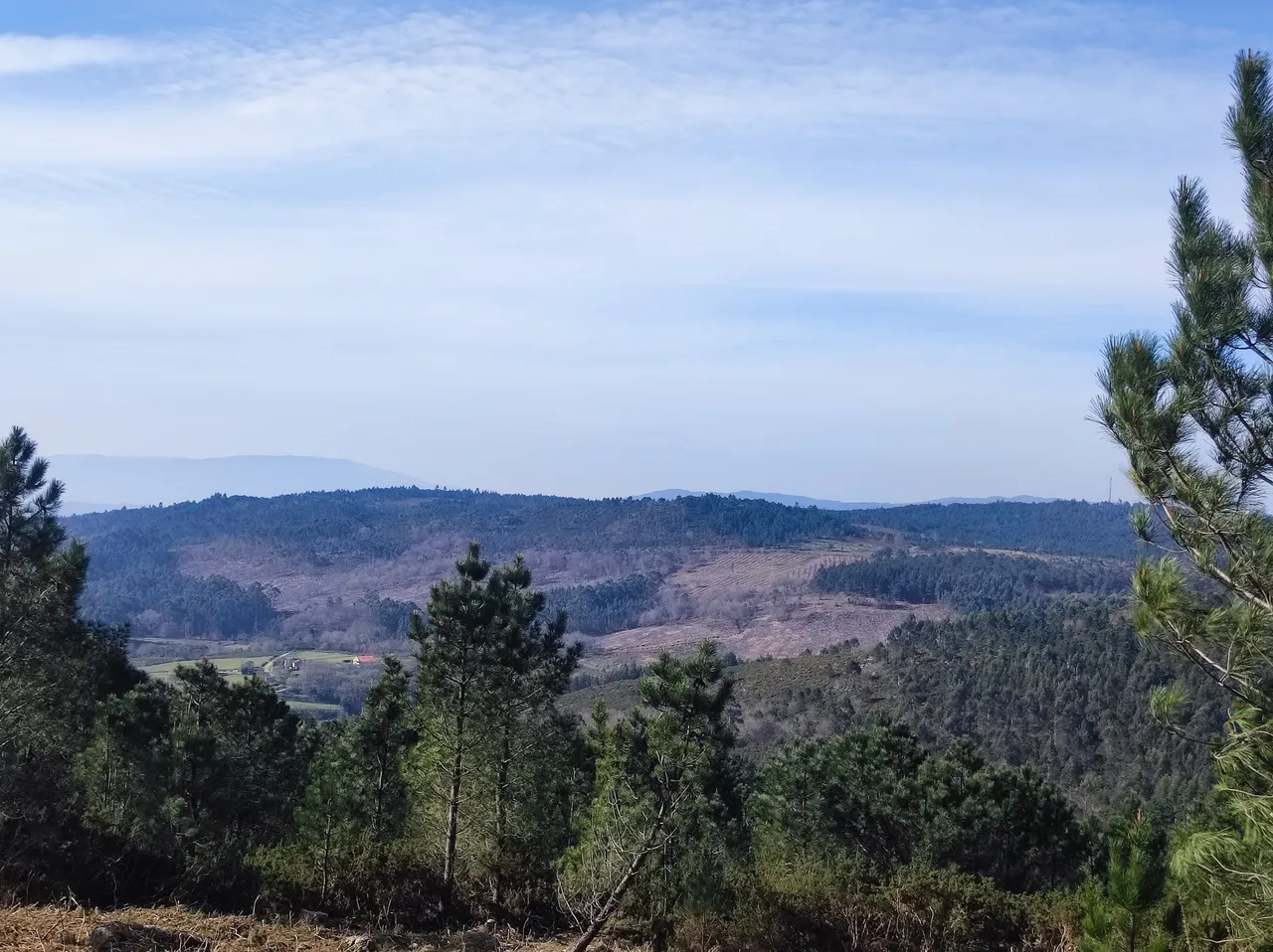 Pinar joven con vistas a los montes de Ourense