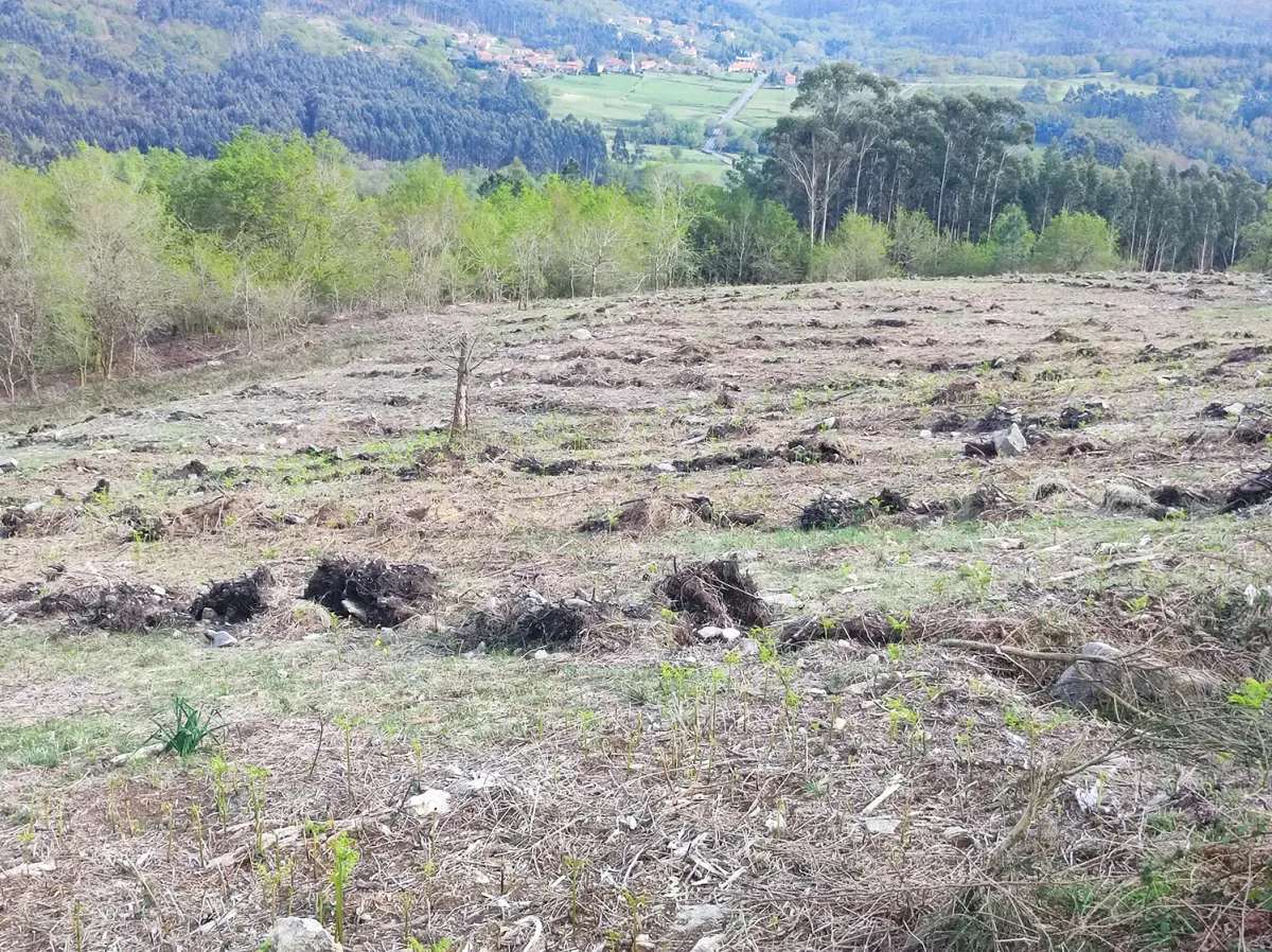Terreno preparado para la plantación en Carballedo III
