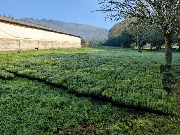 Bandejas de plantones en un vivero forestal, junto a un invernadero