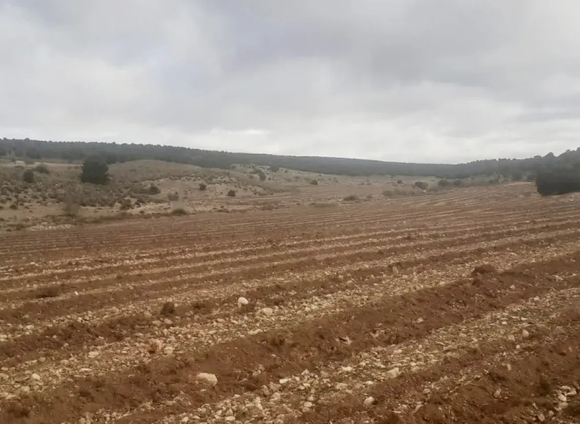 Terreno labrado en surcos para la plantación, con monte al fondo