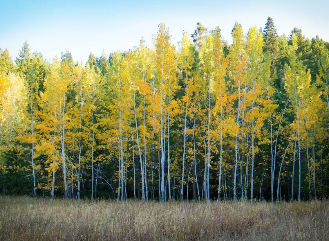 Bosque de árboles de tronco blanco con hojas amarillas, en otoño