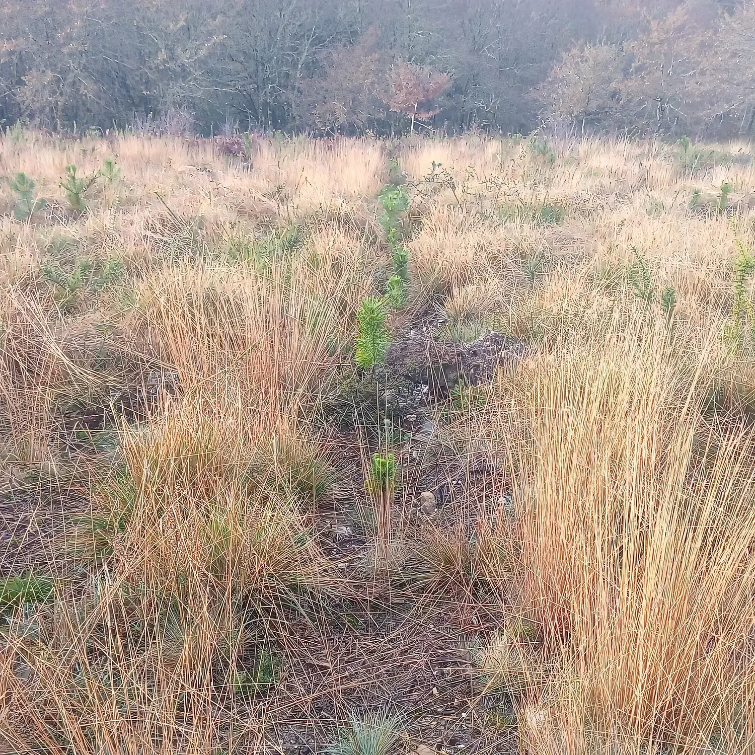 Línea de plantación entre hierba alta en Covas (Pontevedra)