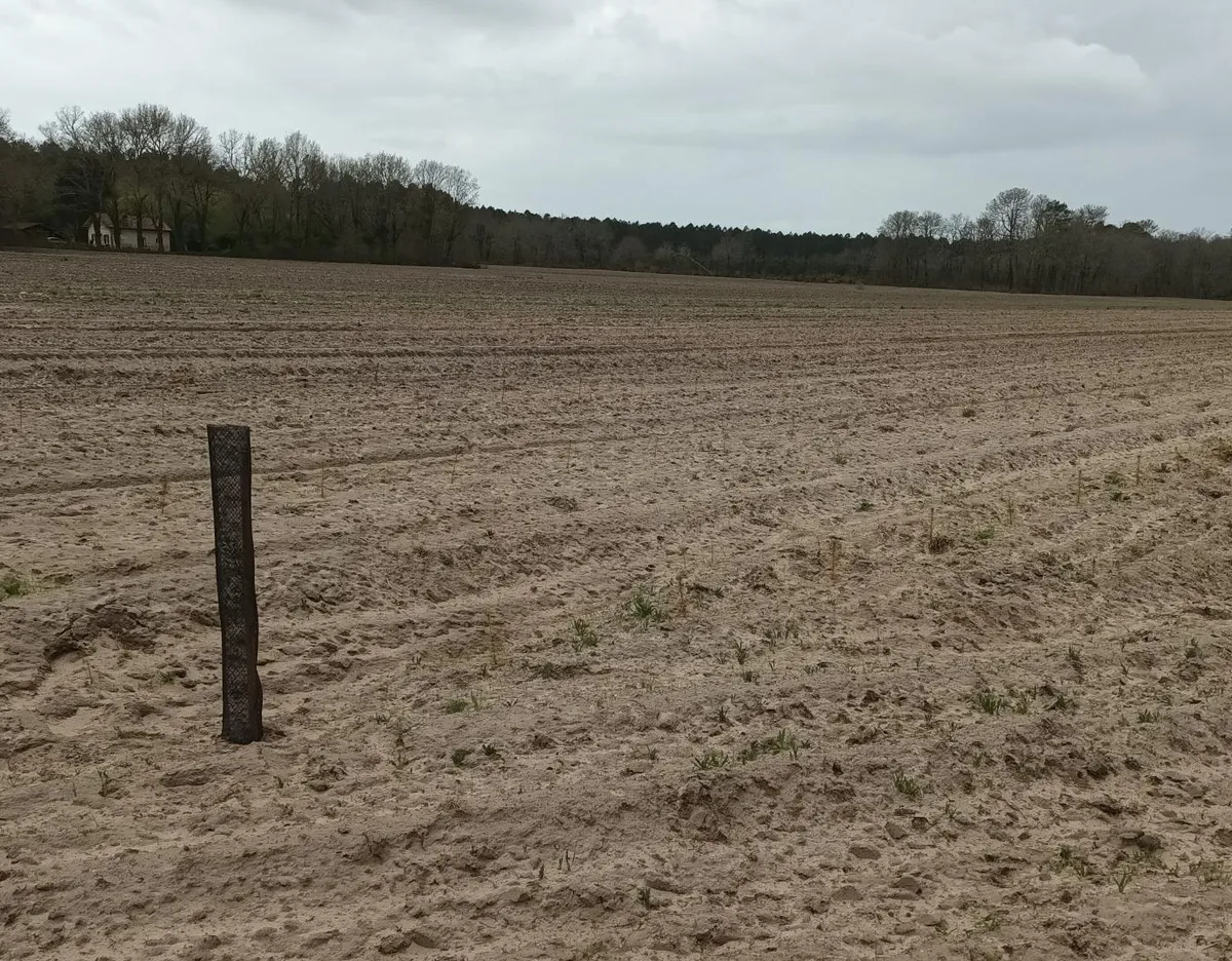Terreno preparado para la plantación en Francia