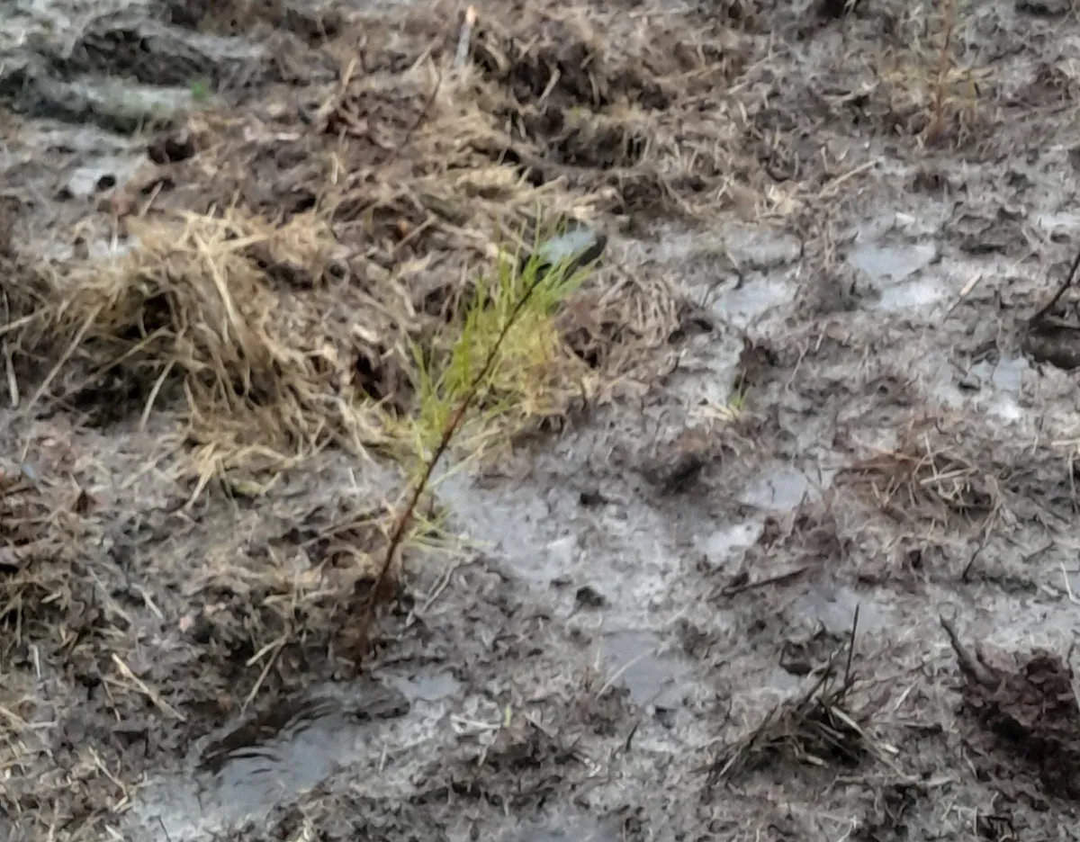 Plantón de pino en Francia