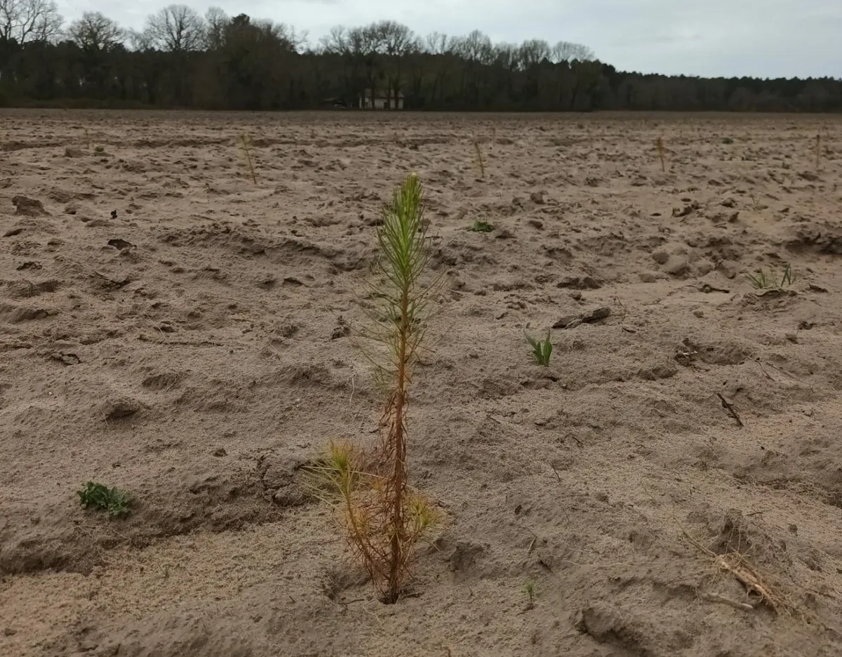 Plantón de pino en terreno labrado en Francia