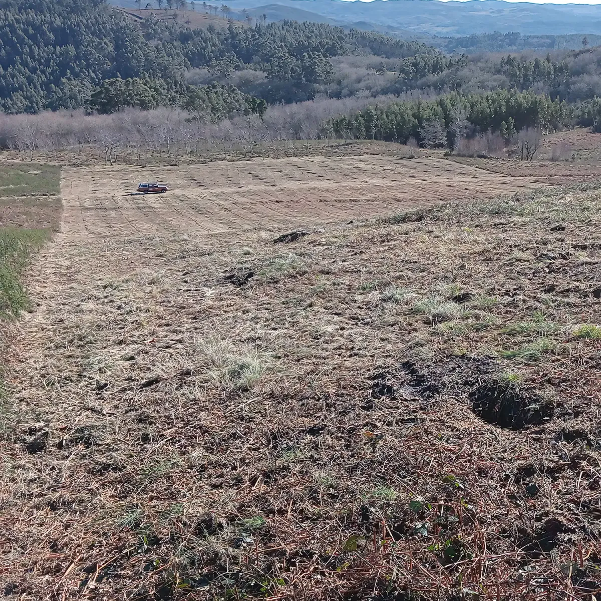 Vista de la parcela repoblada de Loureiro
