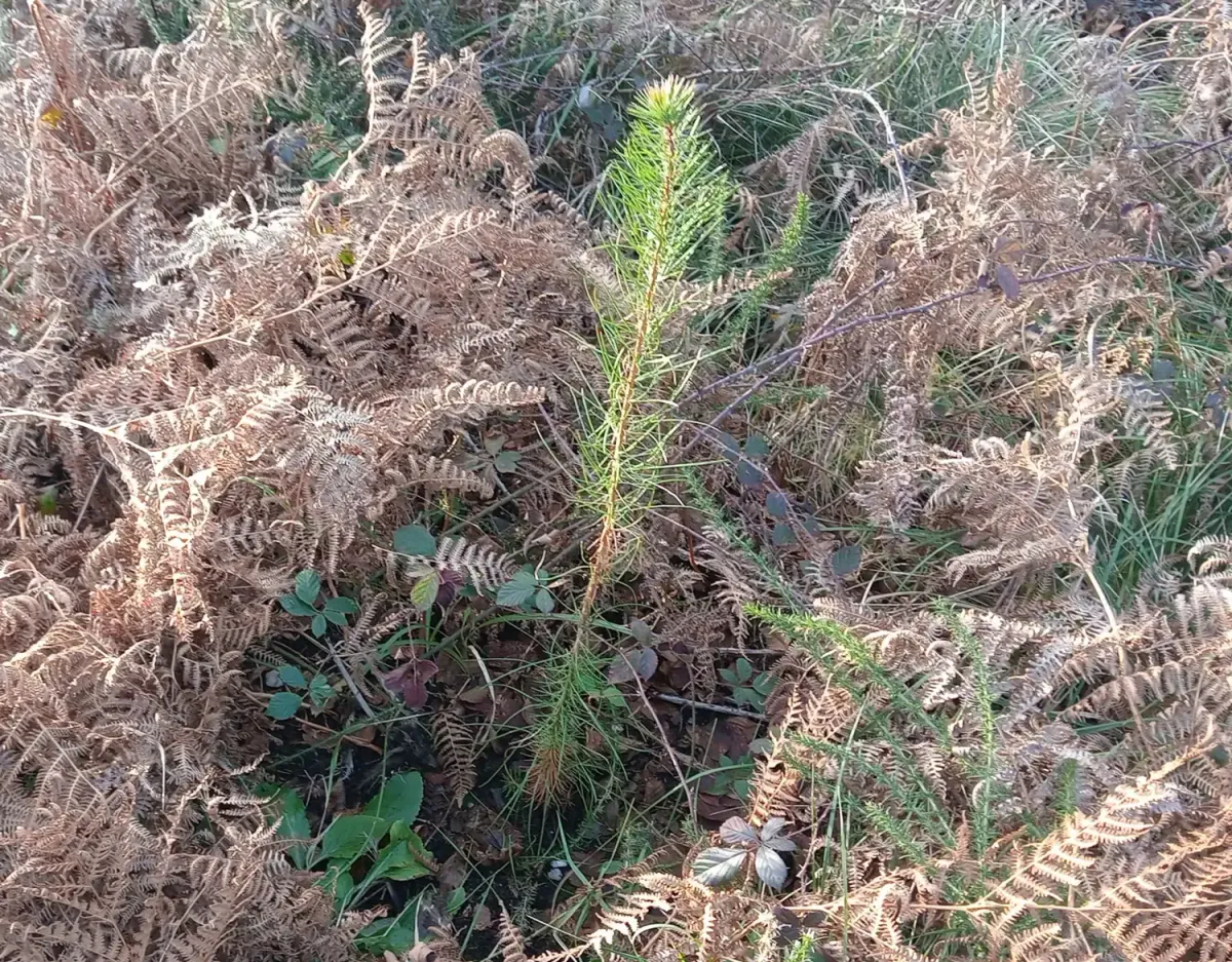 Plantón entre helechos en Loureiro