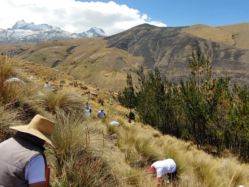 Plantación a gran altitud en Macashca, Huaraz (Perú)