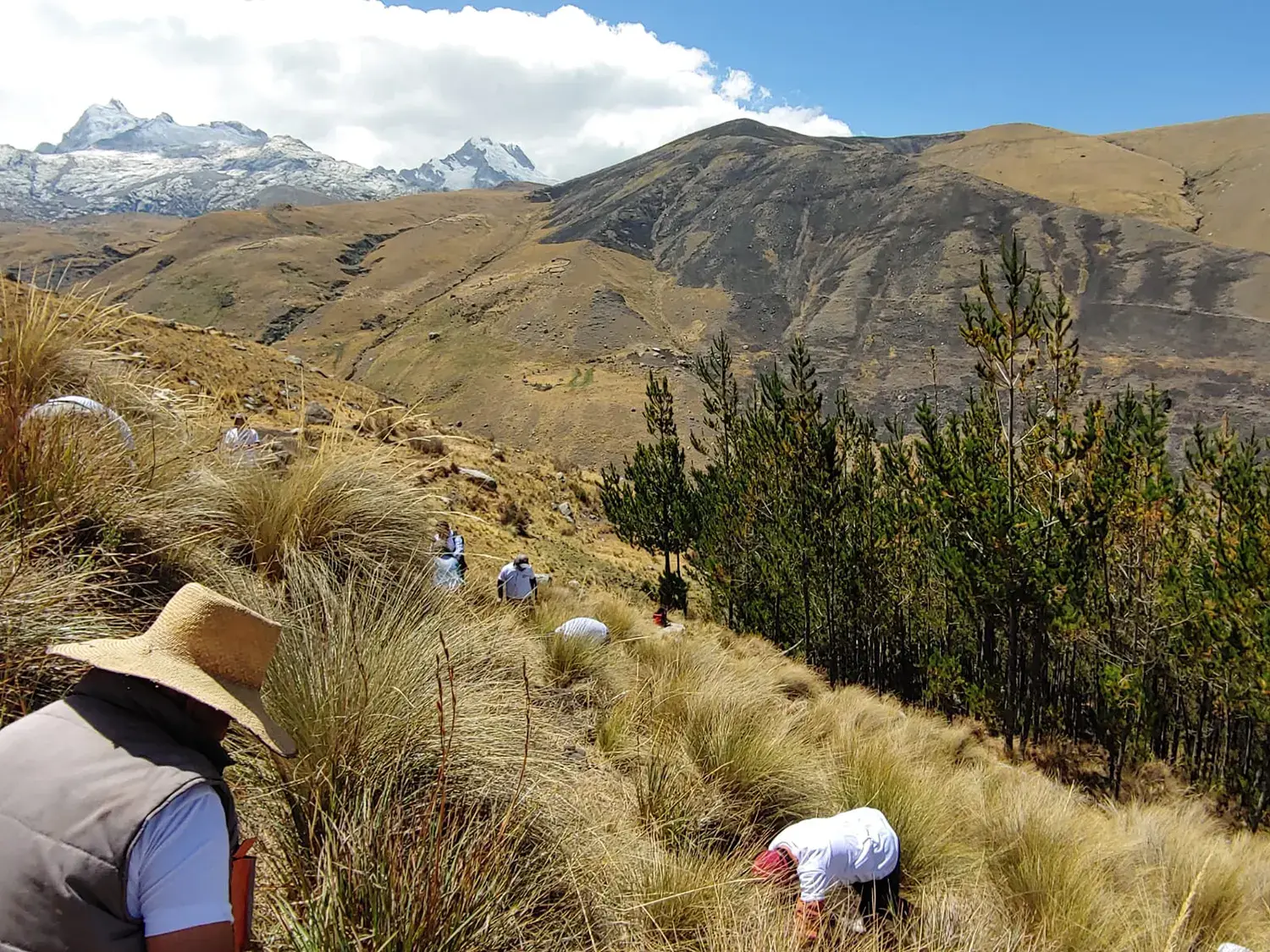 Plantación a gran altitud en Macashca, Huaraz (Perú)