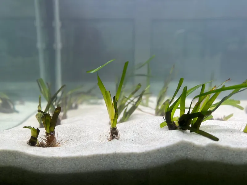 Plántulas de Posidonia oceanica en cultivo