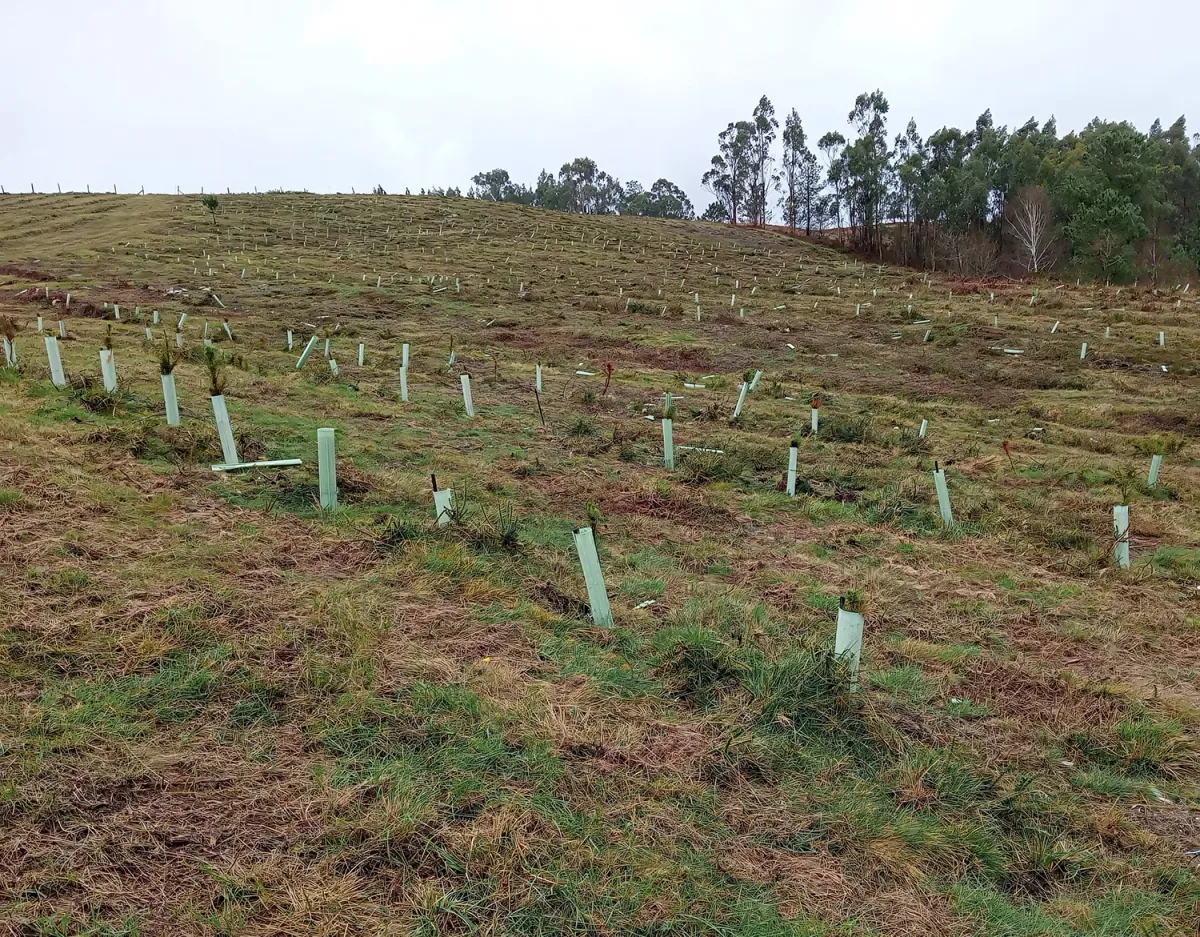 Ladera repoblada con protectores en Quireza