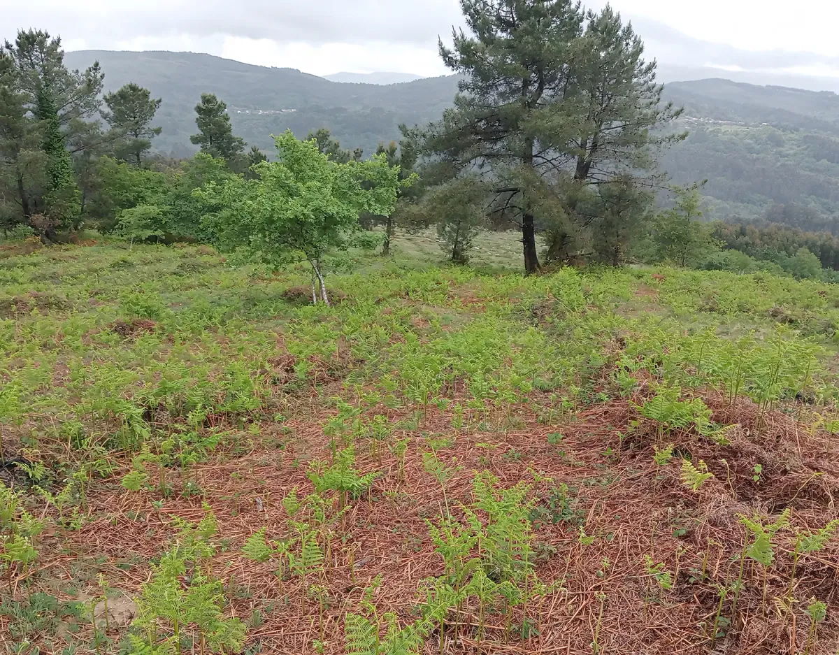 Repoblación de Quireza con pinos adultos al fondo