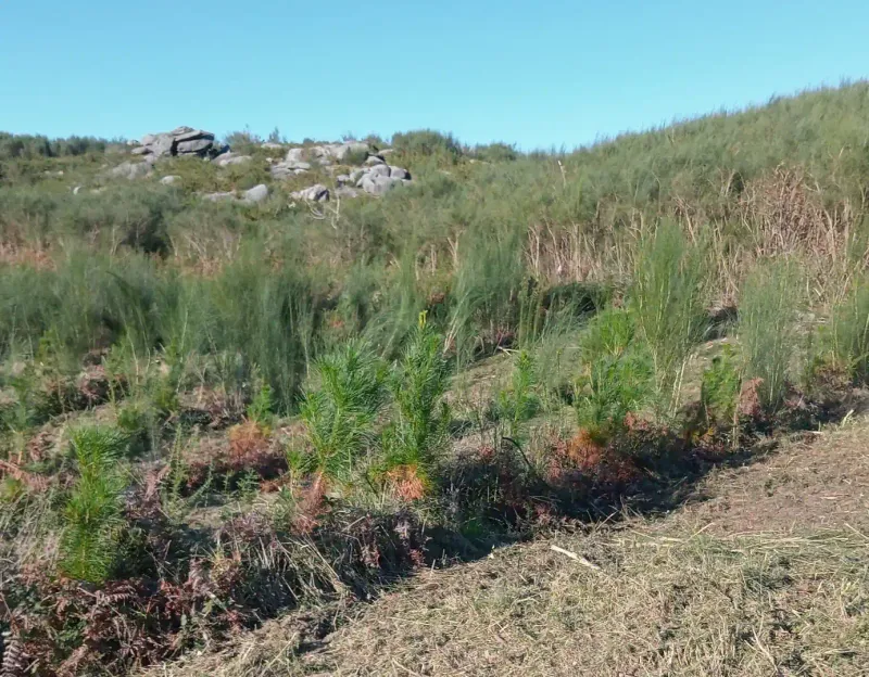 Pinos jóvenes en la ladera de Rebordelo (Pontevedra)