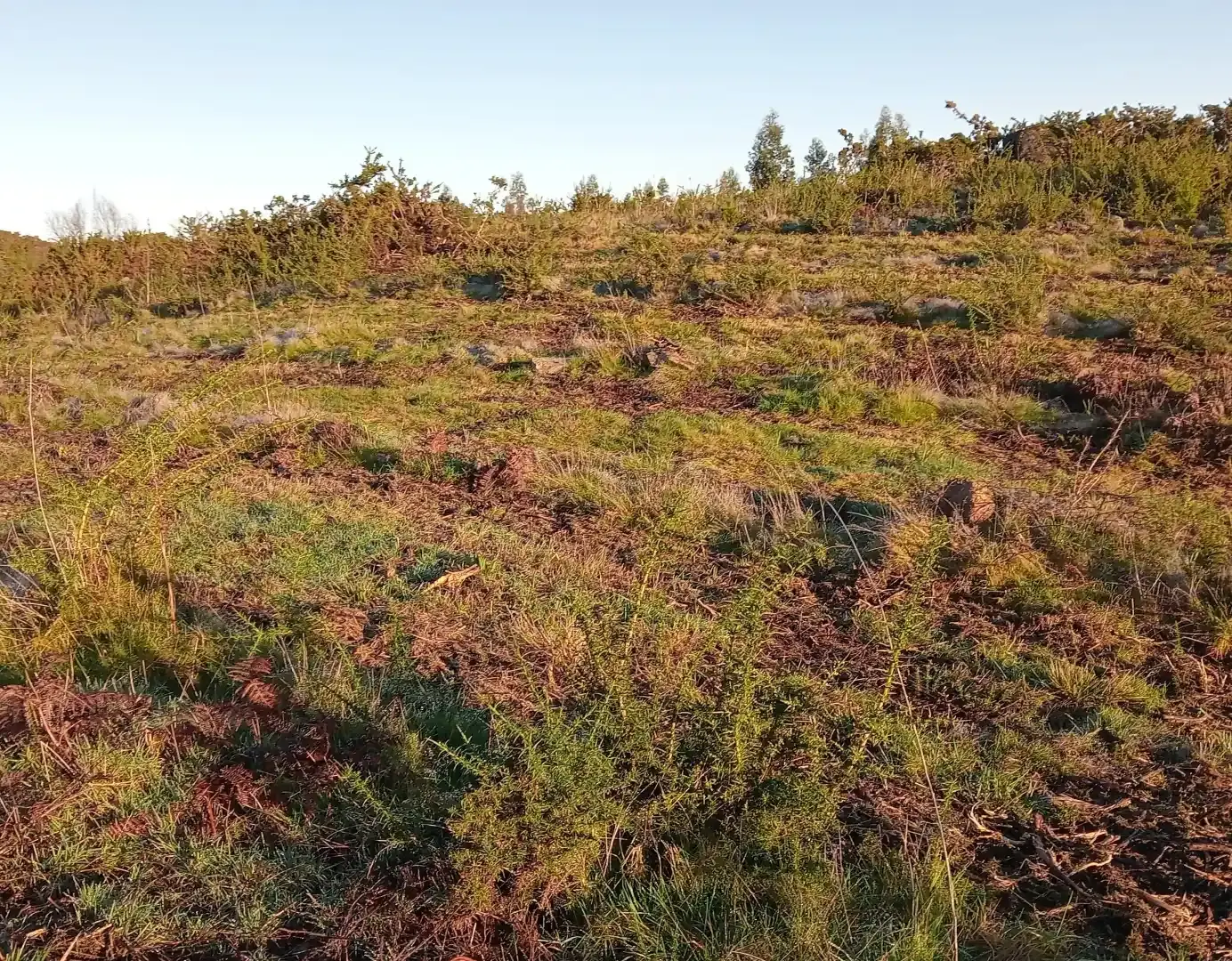 Ladera repoblada de Rebordelo B (Pontevedra)