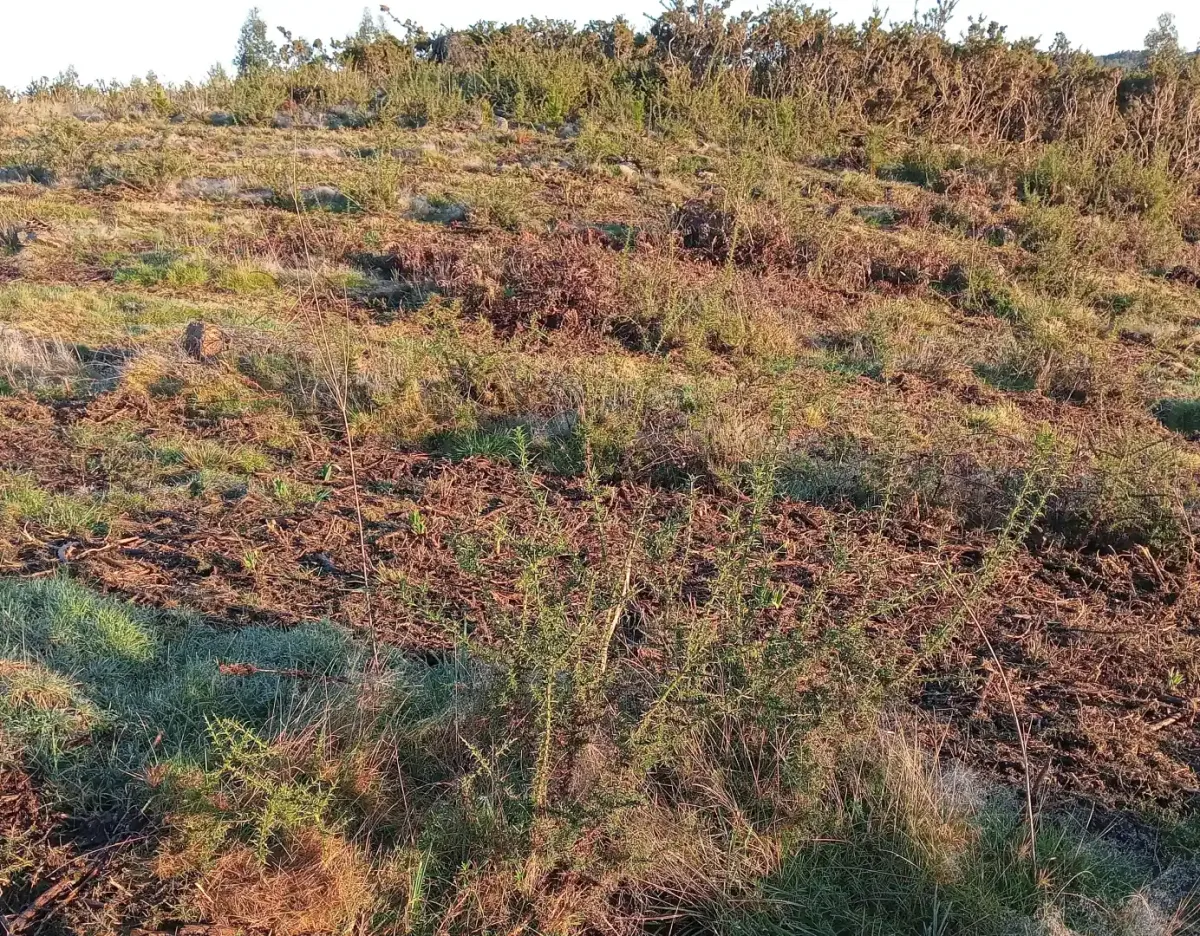Plantones en la ladera de Rebordelo B