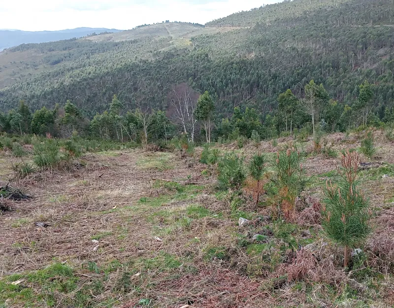 Repoblación de San Isidro con el monte al fondo (Campo Lameiro, Pontevedra)