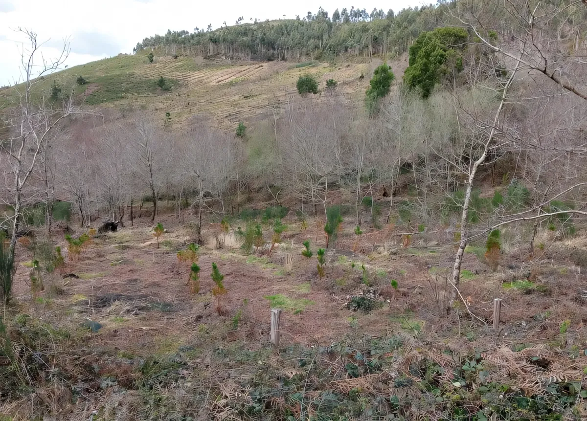 Zona repoblada de San Isidro en Campo Lameiro