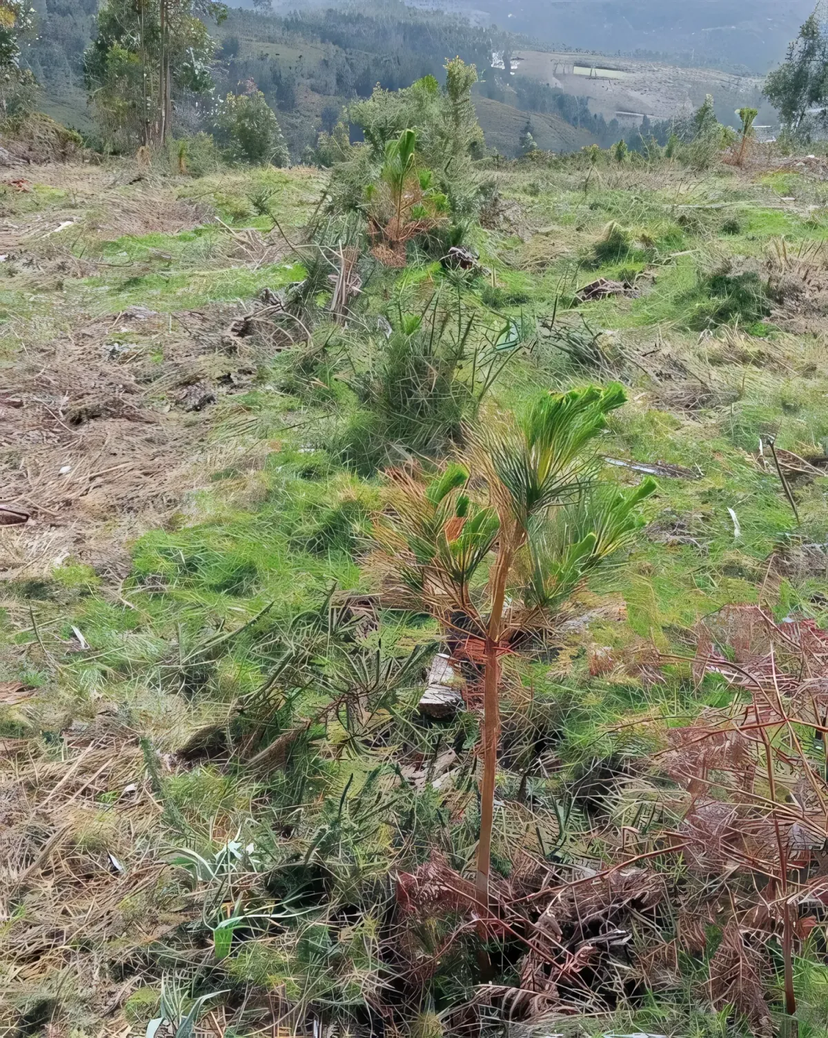 Pino joven en San Isidro (Campo Lameiro)