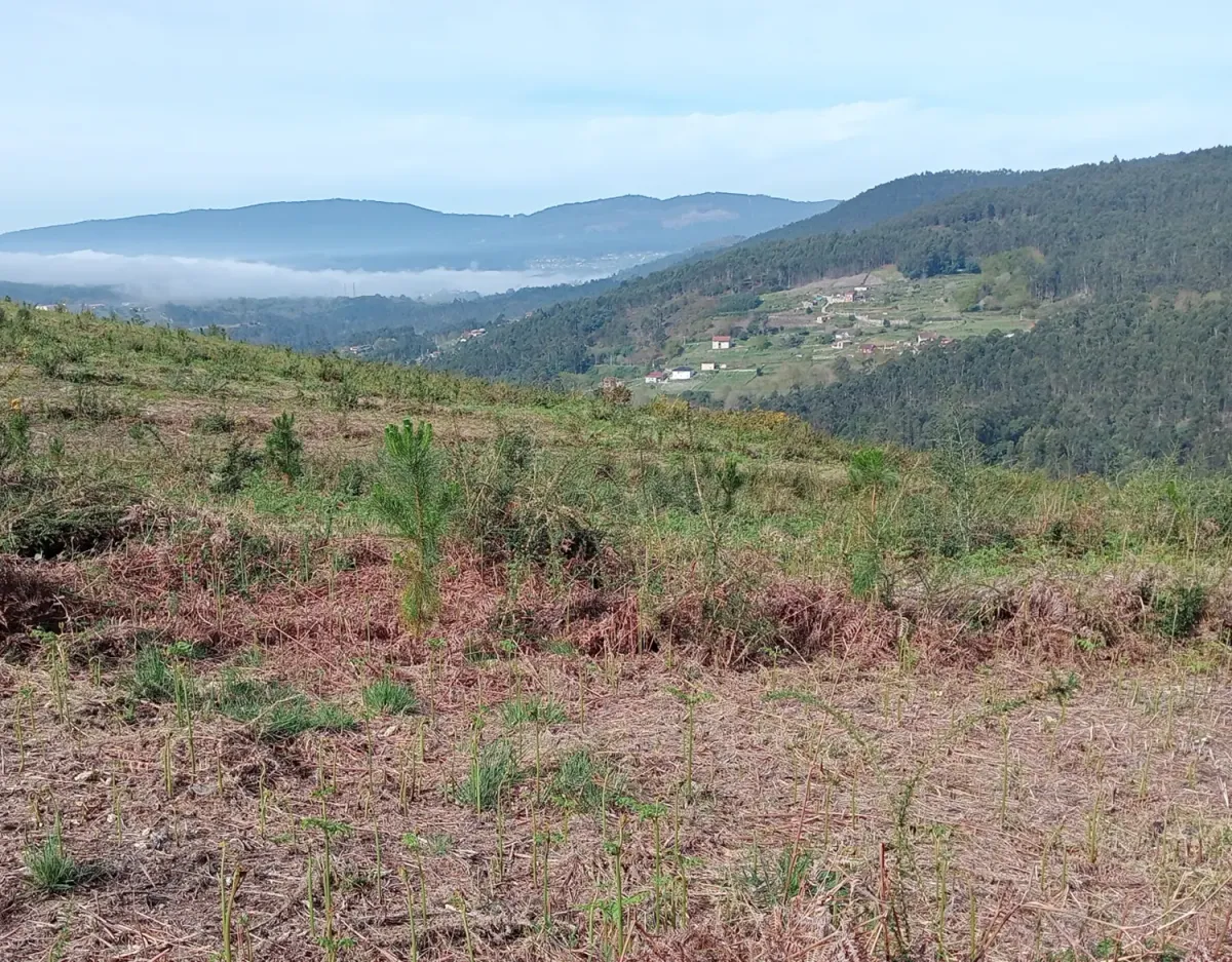 Ladera repoblada de Silvoso A con niebla en el valle