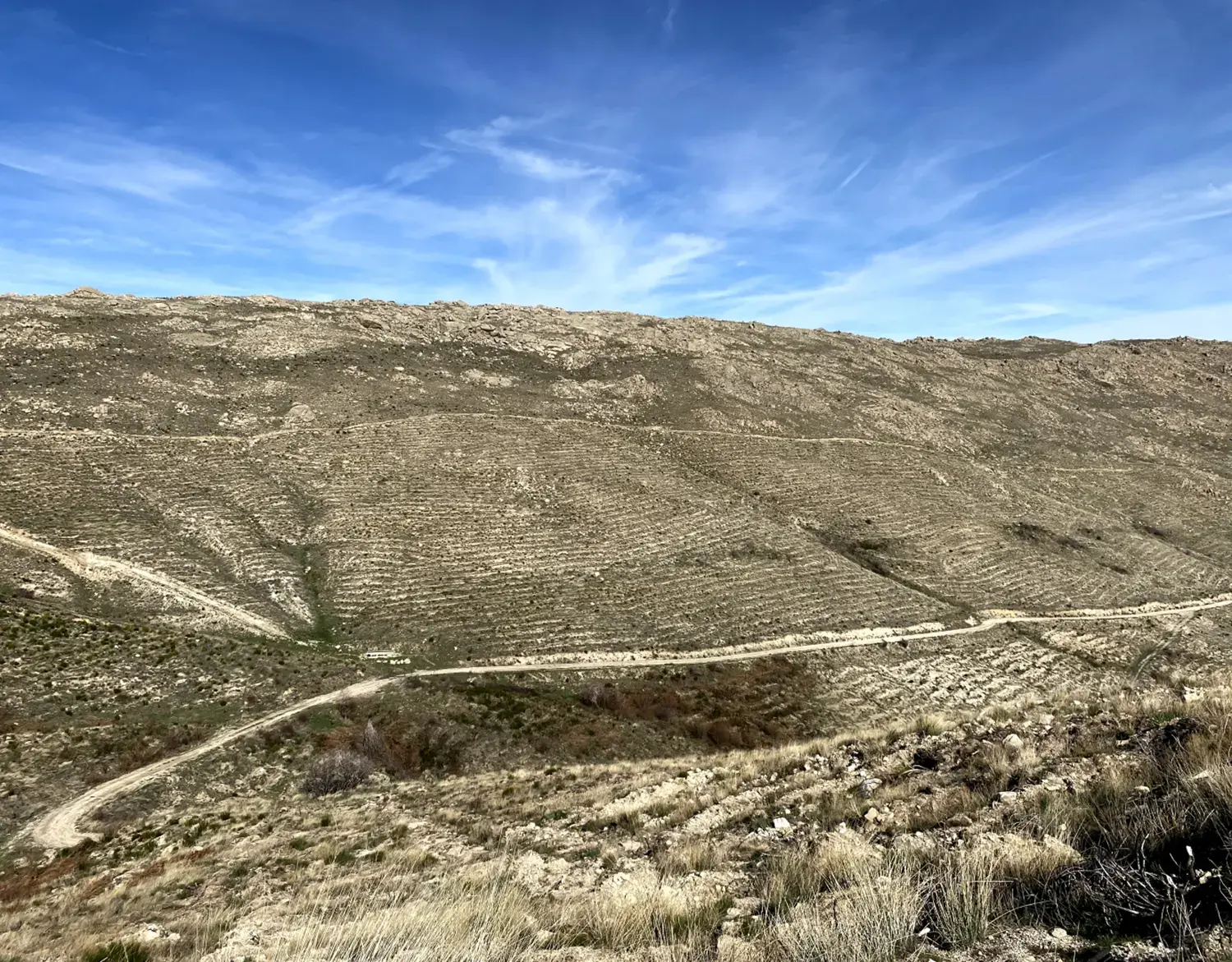 Laderas repobladas tras el incendio en Sotalbo (Ávila)