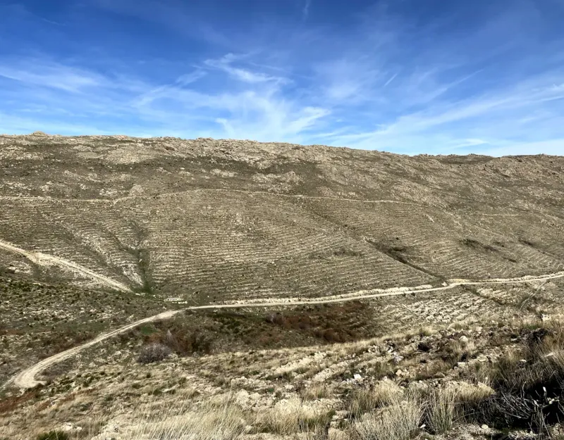 Laderas repobladas tras el incendio en Sotalbo (Ávila)