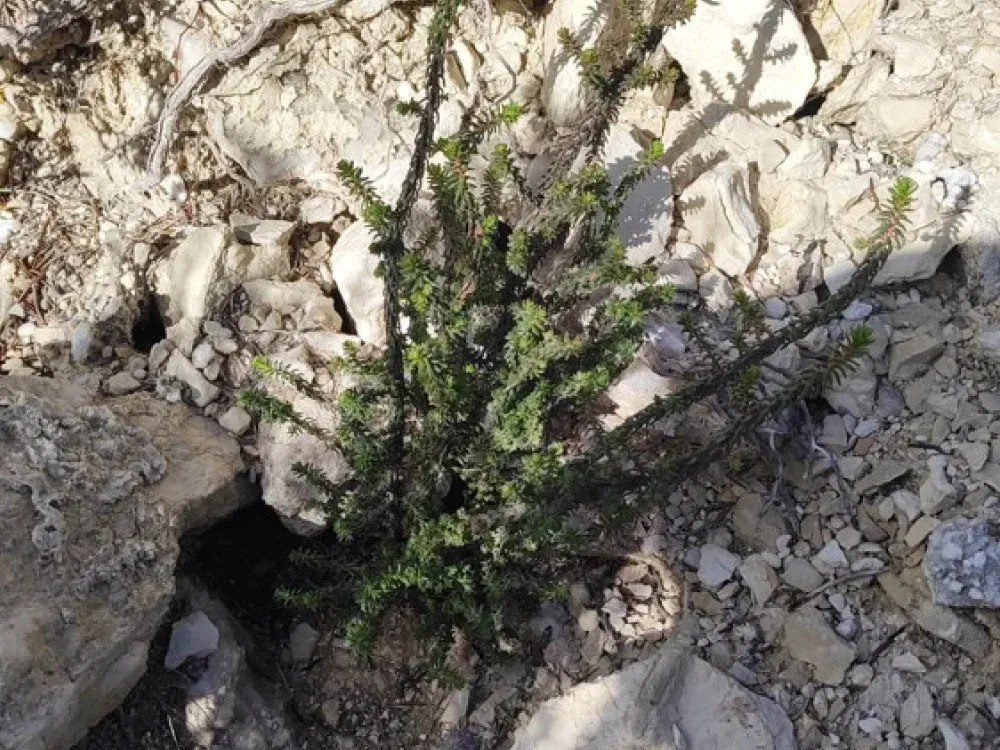 Plantón de pino carrasco entre rocas en Tauste