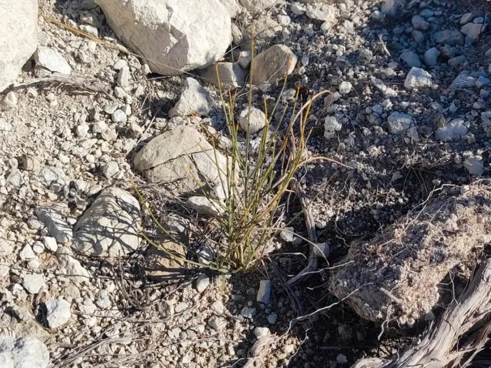 Plantón en suelo pedregoso en Tauste