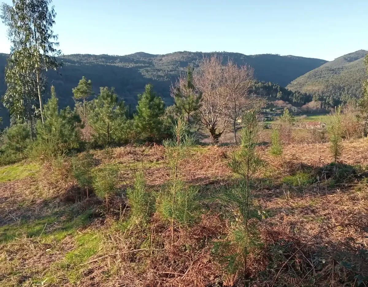 Ladera repoblada en Tenorio