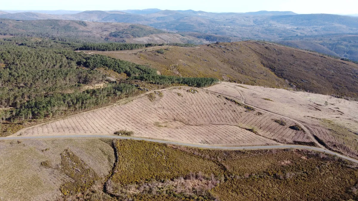 Vista aérea de una ladera repoblada en Galicia