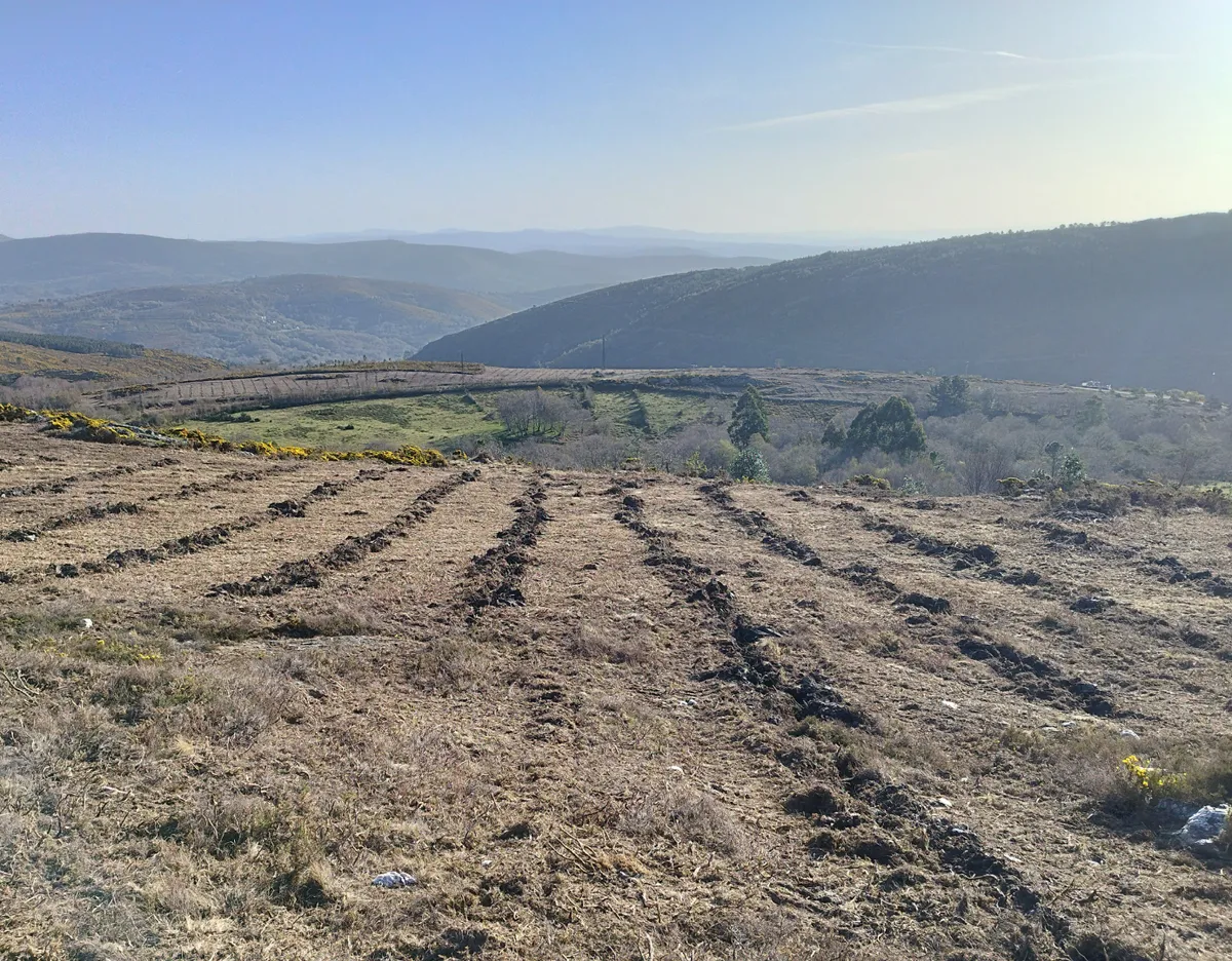 Terreno preparado en líneas para la plantación en Galicia