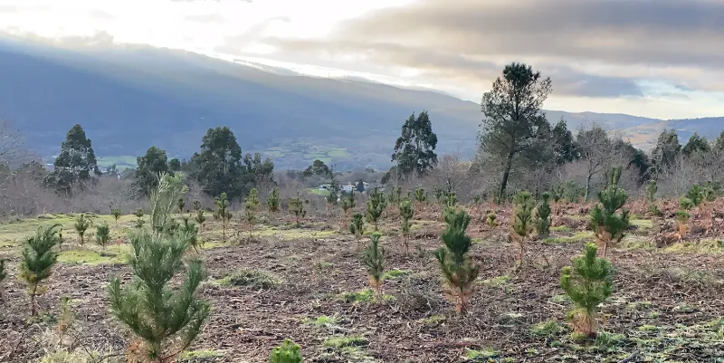 Pinos jóvenes en la repoblación de Vilar (Pontevedra)
