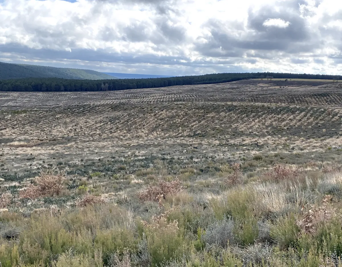 Vista de la repoblación de Villanueva de Abajo A