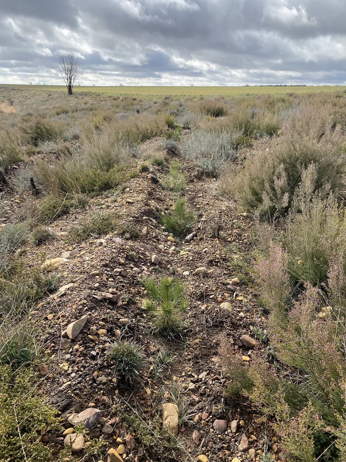 Línea de plantación en Villanueva de Abajo B
