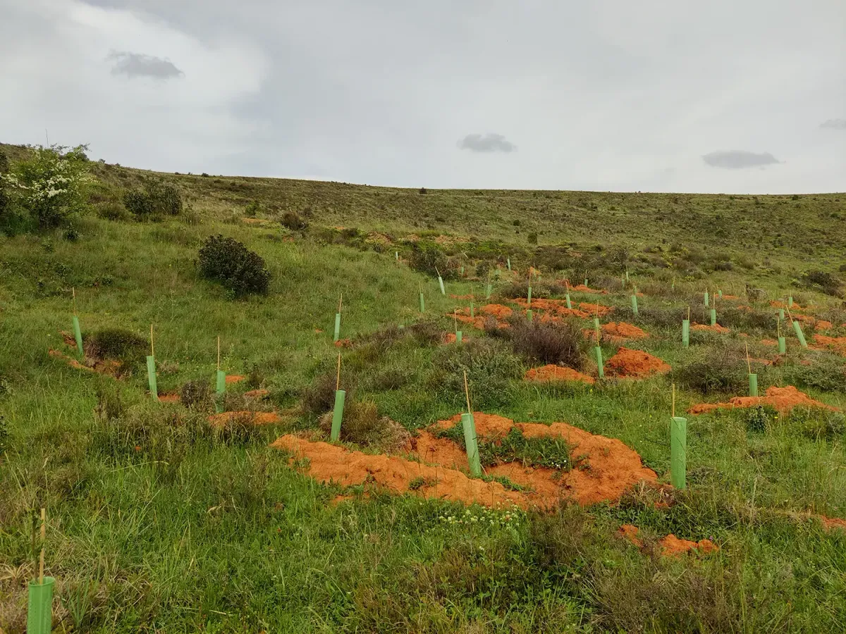 Ladera con plantones protegidos en Villanueva de Abajo B